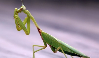 Mantis photo